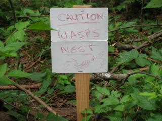 wasps_d.jpg